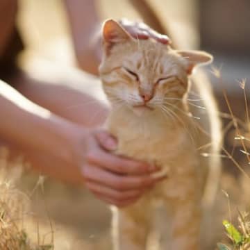 地域住民から愛された黒猫は、「小径の名」になってみんなの心に生き続ける　英国