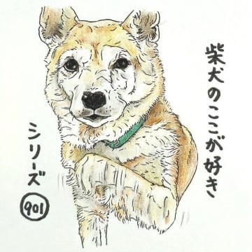 柴犬あるある、欲しい時は“高速お手”連打するとこ｜連載「ここ掘れここ柴」vol.302