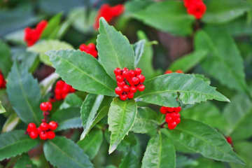 12月17日の花とは？【366日の誕生花と幸せの花言葉】