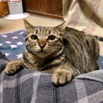 猫が人を「踏んづける」のはなぜ？　理由や心理を獣医師に聞いた