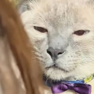 飼い主さんに説教される猫ちゃん→『表情』を見ていると…笑わずにはいられない反応が16万再生「絶対聞いてないｗ」「チベットスナギツネｗ」