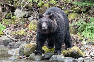 「クマがいたと騒ぐのは非常識」　登山者がクマ報道に覚える“違和感”　山へ行く人のリアルな思いとは
