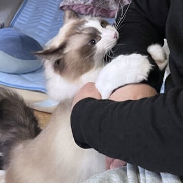 甘え？ストレス？猫が人を噛む理由と対処法