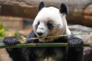 上野動物園のパンダ返還で観覧4時間半待ちの大混乱。「平日でこれか...」「すごいことになってる...」