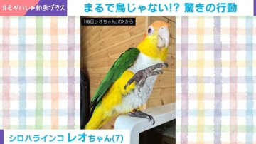 柔道の受け身!? インコがとった“驚きの行動”に「鳥じゃないみたい！」「いい受け身だ！」と反響続々