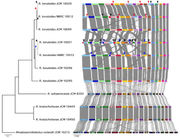【東京農業大学（共同研究）】油糧酵母ロドトルラ属の全ゲノム解析から実験室下での染色体変異の蓄積を発見