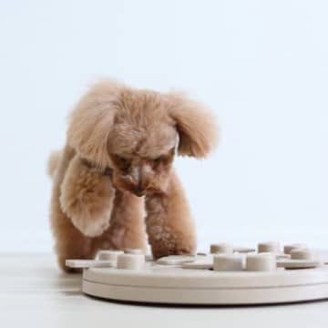 犬におすすめな『4つの室内遊び』外に出なくても運動不足を解消できる？注意点まで