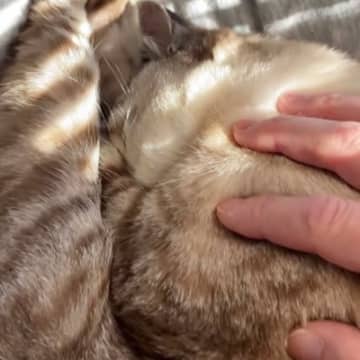 膝の上でぐっすりと眠る猫→限界を迎えて降ろした結果…思わず笑ってしまう『まさかの行動』が39万再生「辛いが極楽」「なんとかわいい」