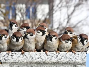 塀の上になぜか集まっていたのは…　１枚に「かわいい」「卒業アルバムみたい」