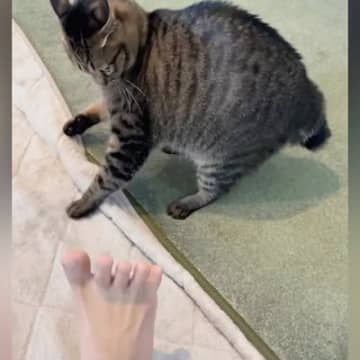 飼い主の『足の裏を見たネコ』→次の瞬間…327万再生された『衝撃のリアクション』に「めちゃめちゃ敵視ｗ」「超笑ったｗ」と爆笑の声