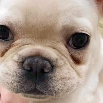 『ひどい涙やけで売れ残った犬』を飼った結果→治してあげようと奮闘し…まさかの『2年後の光景』が108万再生「諦めない気持ち」「幸せそう」