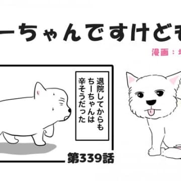 ちーちゃんですけどもっ【第339話】「購入した後に」