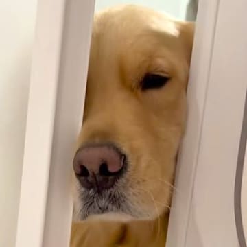 お風呂に入る女性→大型犬が『一緒に入りたい』と駄々をこね…可愛すぎる『ドアの攻防戦』が46万再生「鼻使いの達人ｗ」「愛されてるね」