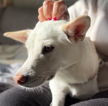 飼い主が外出すると勘違いした元保護犬　膝の上に乗って離れない姿に愛があふれていた