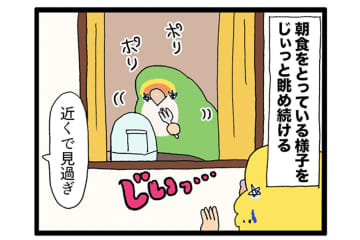 飼い主と先輩インコに律儀に挨拶！面白すぎるインコ・カチョの日常【鳥マンガ #169】