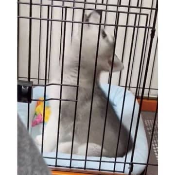 小さな体で遠吠えしたら→後ろにコテン！　お迎え翌日のハスキー子犬の“ドジっ子ぶり”が愛おしい