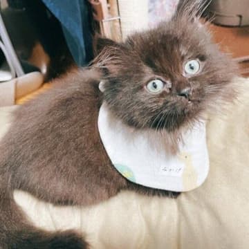 迎え入れ当初は小さくケージの2段目に登れなかった子猫！→3年後の成長した姿にほっとする