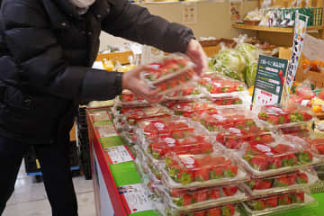 ギリギリまで甘く…大阪産「朝採りいちご」が一番おいしい！？ 5日間限定で