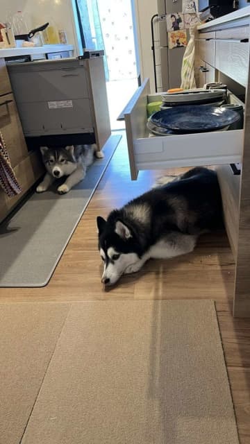 引き出しをあけると、その下で！？　ハスキーあるあるな〝謎行動〟に5.7万人ほっこり