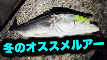 「冬に釣りたいなら“コレ巻いて”」これからの時期にオススメしたいルアー3選。「デカいのも狙えます」