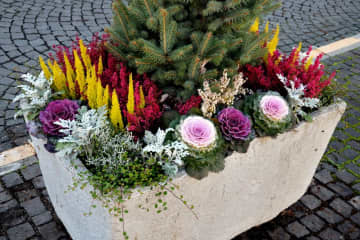 年末年始の玄関先を華やかに！クリスマスからお正月まで楽しめる人気植物［7選］【ガーデニング】