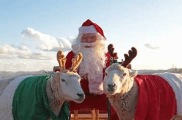 マザー牧場、動物たちと楽しむクリスマスイベント