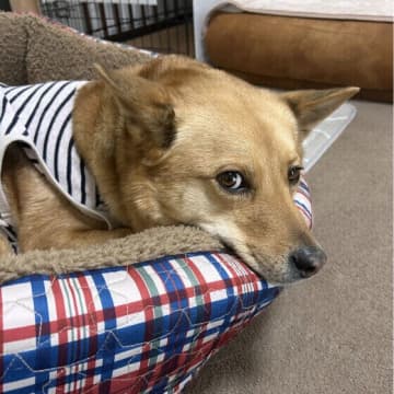 寒がりな犬ってどんな犬？ 犬が寒がっているサインと寒さ対策