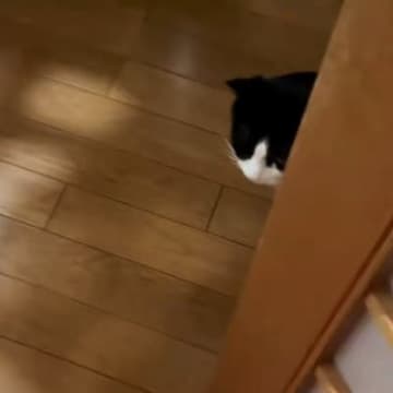 ネコが修学旅行から帰ってきた男の子と『再会』した結果…思わず感動の『素敵な光景』に「寂しかったね」「優しさに泣ける」とSNSで反響