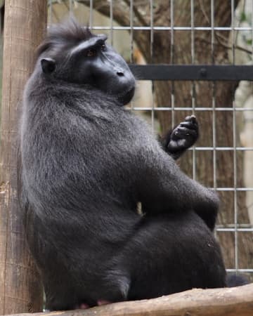 さよなら「ジョニー」　17歳クロザル天国へ　千葉市動物公園さよなら「ジョニー」　17歳クロザル天国へ　千葉市動物公園