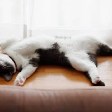 猫が『死んだふり』をみせる理由3つ　避けたいことがある？動かなくなる心理とは
