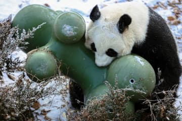 雪の晴れ間に元気いっぱいの動物たち　中国遼寧省