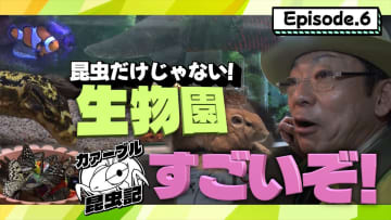 昆虫好きの香川照之、YouTubeで生物園を訪ね大興奮　オオゴマダラに手を振る場面も