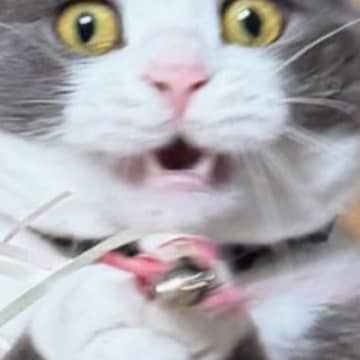 猫じゃらしに翻弄されていた猫→ようやく捕まえられると…とっても嬉しそうな『表情』に３万いいね「自分でも驚いてそうｗ」「かわええ」