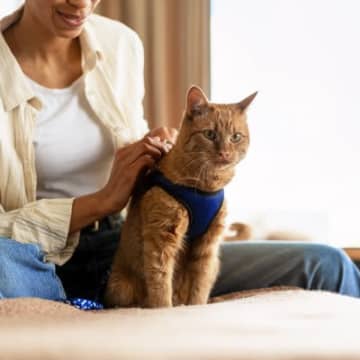 猫に『リード・ハーネス』は必要なの？役立つ場面や活用するメリットを解説