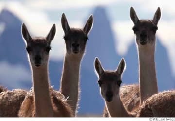 “風が撮らせてくれた、風の国の動物たちです” 岩合光昭 キヤノン/WWFカレンダー2026写真展「PATAGONIA ―風に吹かれて―」