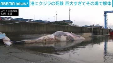 全長21m・重さ30トンの“巨大クジラ”発見 そのまま運べず切断 スペイン