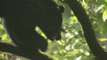 冬眠入らぬクマの出没に注意　富山市八尾町で新たな痕跡　市が注意呼びかける