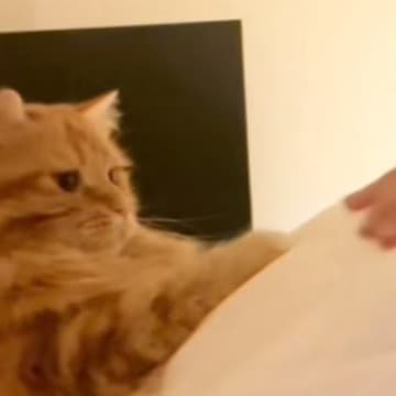 大好きな飼い主さんが『妊娠』したら…愛猫がとった素敵な行動に涙が出てくると252万再生「夫レベル」「辛くても頑張れそう」と感動の声続出