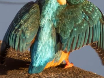 「このポーズは初めてだ」上空を見上げるカワセミを連写したら…　「何これすごい」「ブルーインパルスだ」