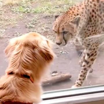 動物園でチーターと出会った大型犬→お互いに恋に落ちて…種を超えた『まさかの光景』に反響「ドラマティックｗ」「次に会うのが楽しみだね」