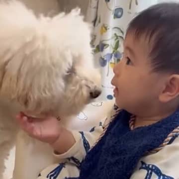 おじいちゃんとおばあちゃんが『生後７ヶ月の孫』を預かった結果→犬も様子を見に来て…家族が見せた『愛おしいシーンの数々』に注目集まる