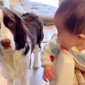 『赤ちゃんと犬が仲良くなれるのか』心配だったママ→なかなか距離が埋まらなくて…『家族になるまでの軌跡』に感動「かけがえのない相棒」
