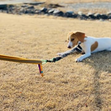 犬が『散歩中に座り込む』心理7選　考えられる理由やスムーズに歩かせるコツまでご紹介