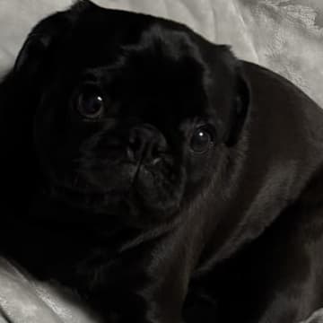 腰痛で寝ていた飼い主→目が覚めると、犬が…泣けてくる『優しさに溢れた行動』に3万いいね集まる「何往復もしたと思うと…」「優しい子」と絶賛