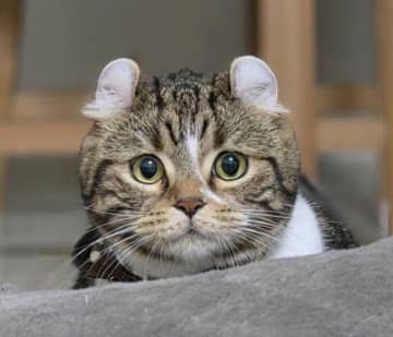 真顔→“瞳キラキラ”に大変身！　遊びに誘われた猫の“かわいすぎる切り替え”にほっこり