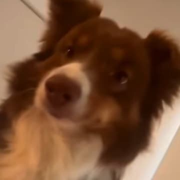 朝の4時半、毎回飼い主を起こしにくる犬→なかなか起きないでいたら…キレてしまう光景が47万再生「どんどん激しくなってるw」「可愛いw」