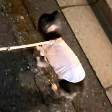 よちよち歩く『17歳のおじいちゃん犬』→散歩中にくしゃみが出た結果…思わず二度見する『まさかの動き』が607万再生「時間差ｗ」「尊い」