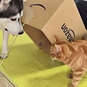 猫と犬に『段ボール箱でつくったバレバレの罠』を仕掛けてみた結果…まさかの展開に爆笑する人続出「久しぶりに笑った」「可愛すぎるww」
