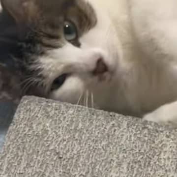 コンクリートが好きなのかなと思って…猫のために『コンクリート』を買った結果→想像以上の反応が45万再生「可愛すぎるww」「うちも買おう」