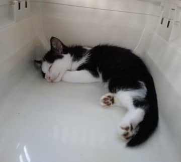 お迎え初日から“大物感”を放っていた保護子猫 3年後も「子猫のころの印象そのまま」の姿にほっこり